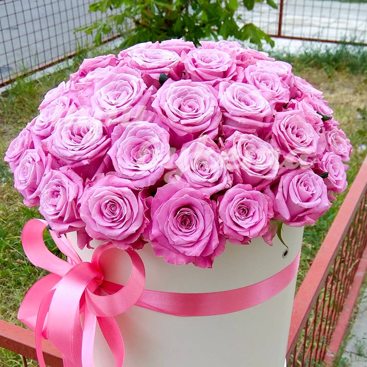 51 розовая роза в коробке (крупный план)