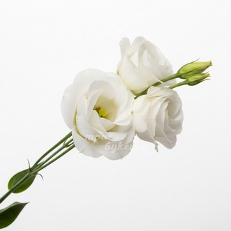 Белая эустома