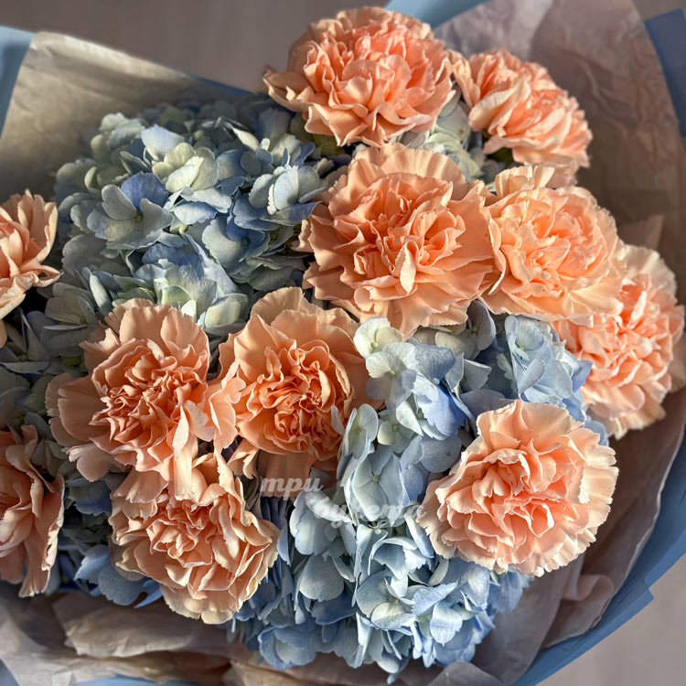 Букет из гортензий и персиковых диантусов (крупный план)